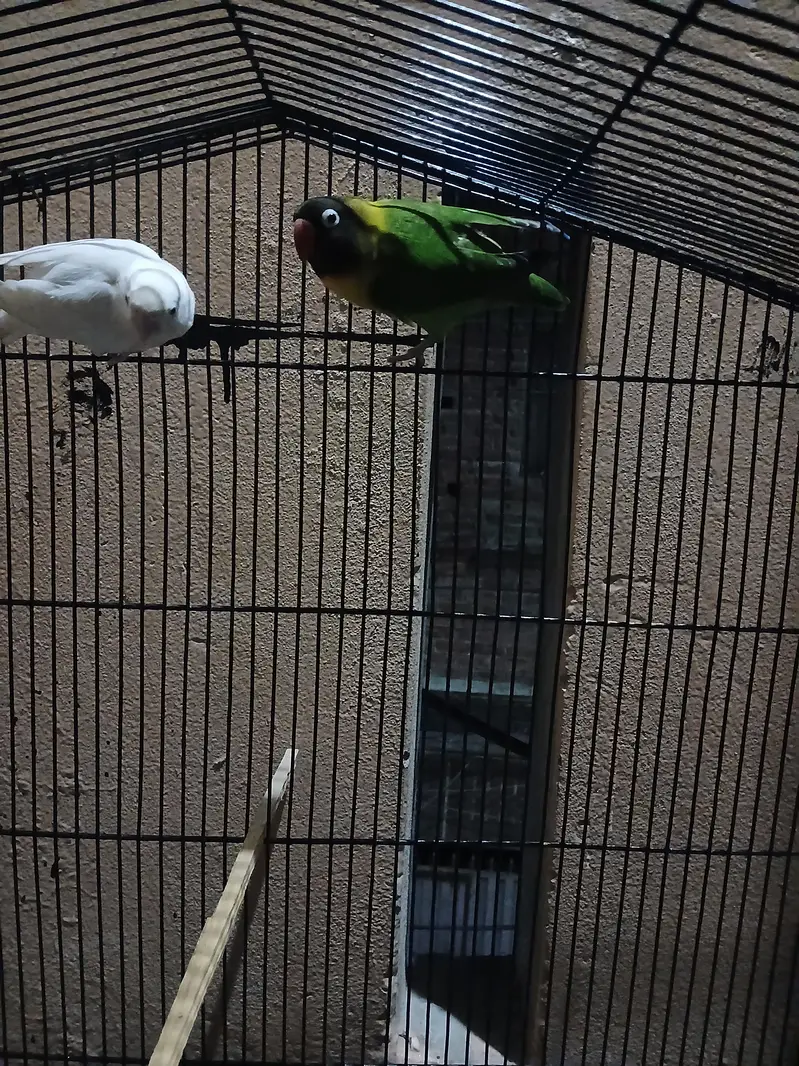 breeder pair — photo 3