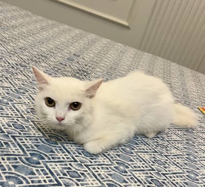 Female Persian Cat(9 months old)