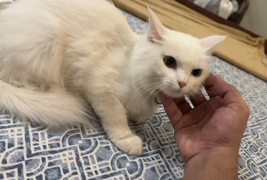 Female Persian Cat(9 months old) — photo 2
