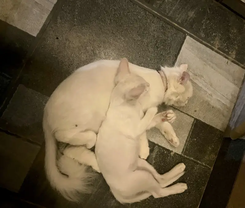Female Persian Cat(9 months old) — photo 3