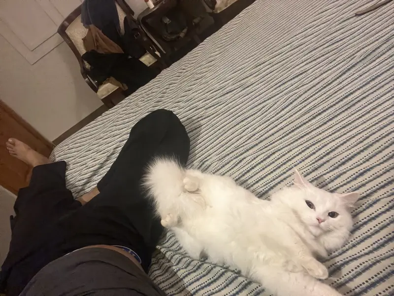 Female Persian Cat(9 months old) — photo 4