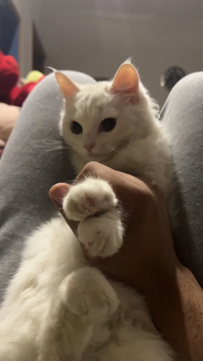 Female Persian Cat(9 months old) — photo 5
