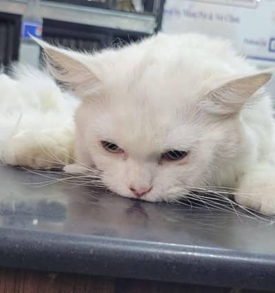 Persian cat