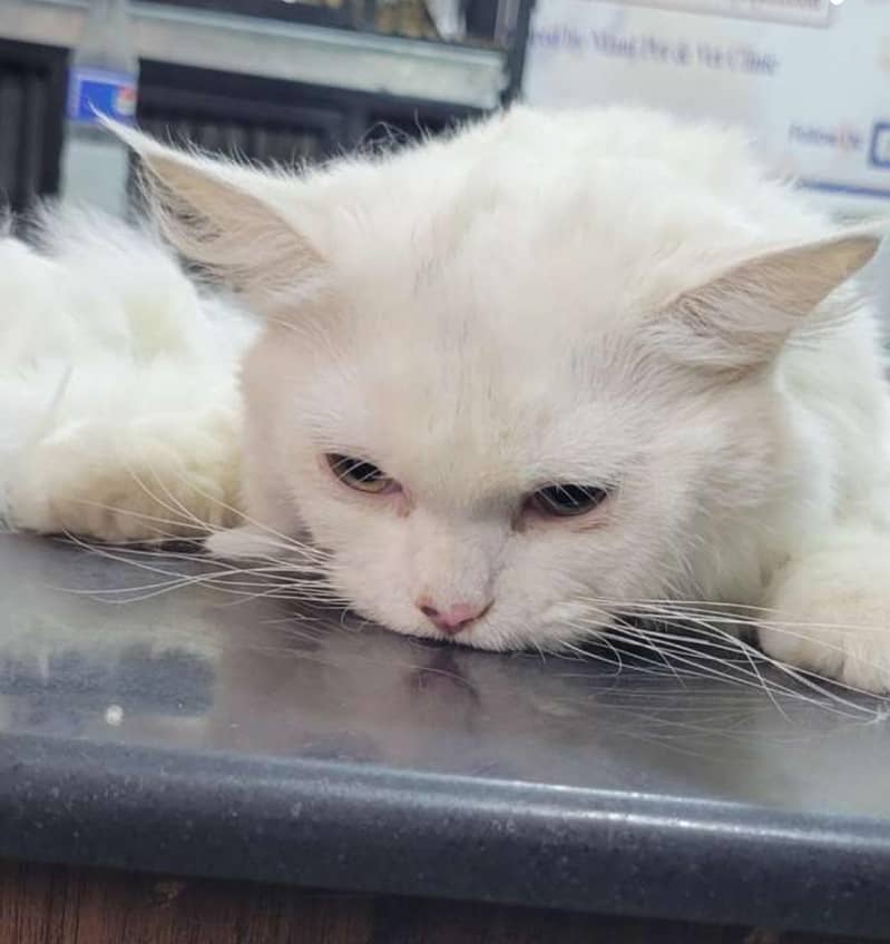 Persian cat 0