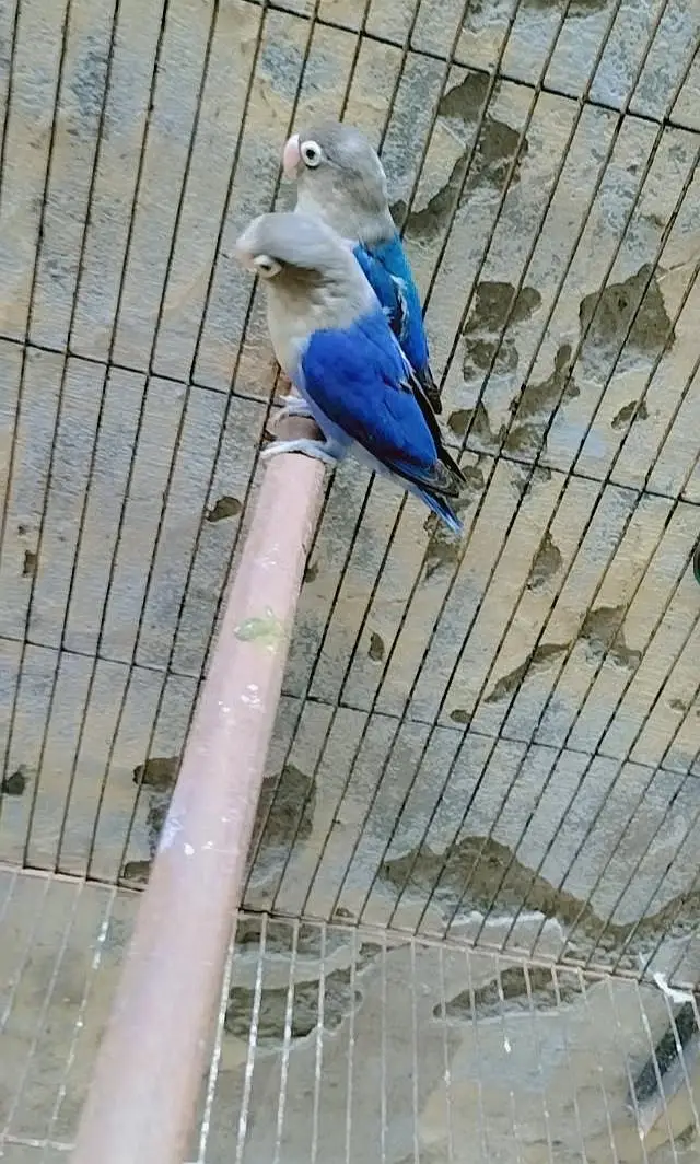 2 breeder pair urgently sale — photo 2