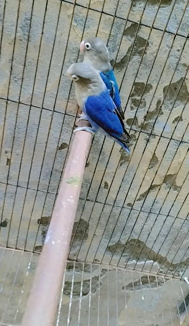 2 breeder pair urgently sale — photo 3