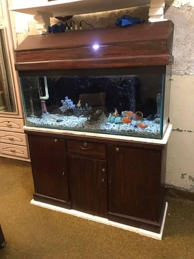 Fish Aquarium