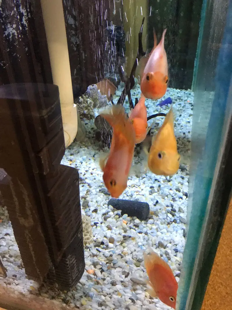 Fish Aquarium — photo 3