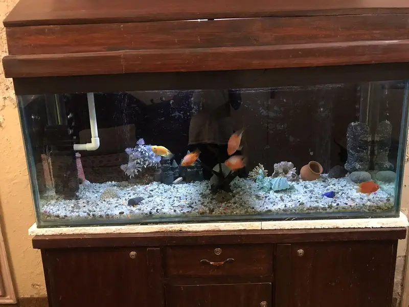 Fish Aquarium — photo 6