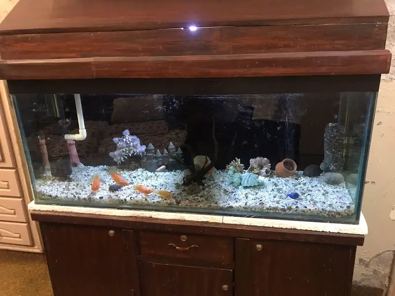 Fish Aquarium — photo 8