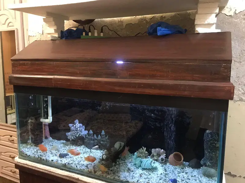 Fish Aquarium — photo 9