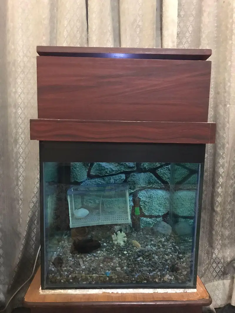 Fish Aquarium — photo 12