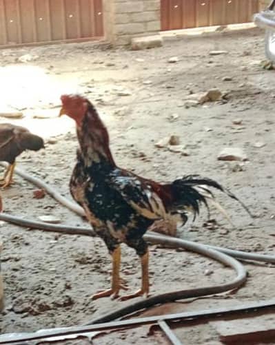 hen for sale