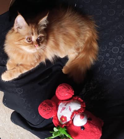 pure persian kitten looking for a new home