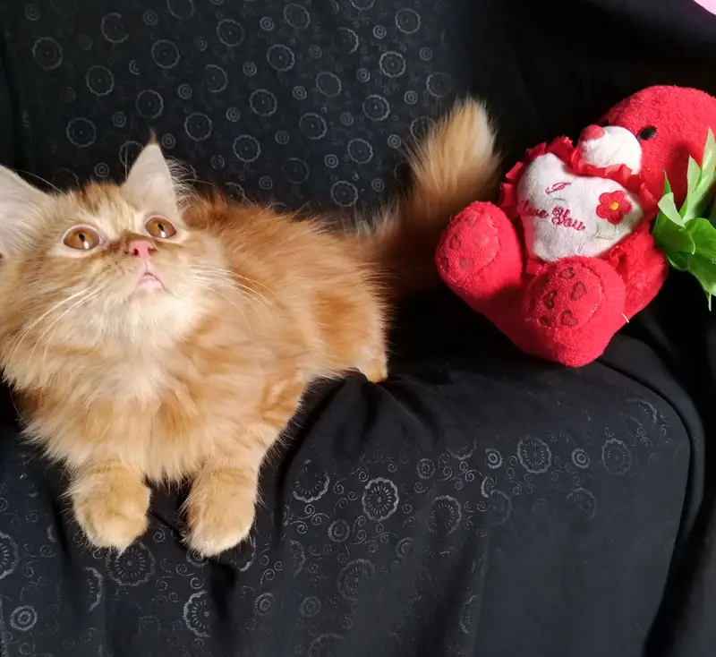 pure persian kitten looking for a new home — photo 2