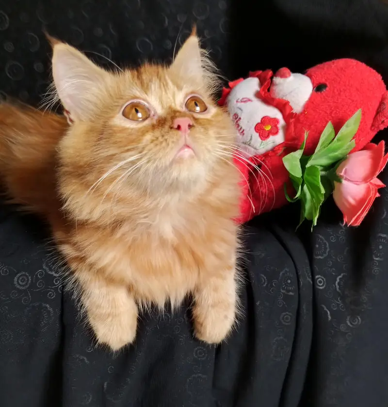 pure persian kitten looking for a new home — photo 3