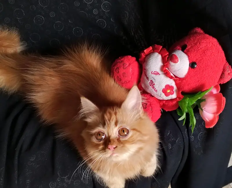 pure persian kitten looking for a new home — photo 4