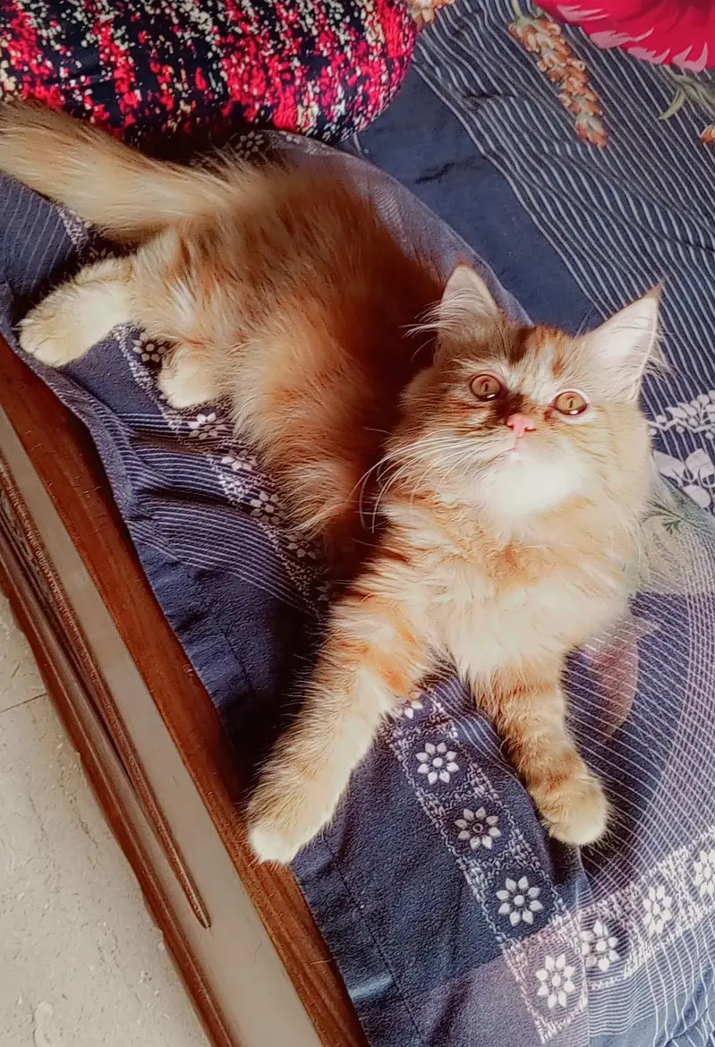 pure persian kitten looking for a new home — photo 5