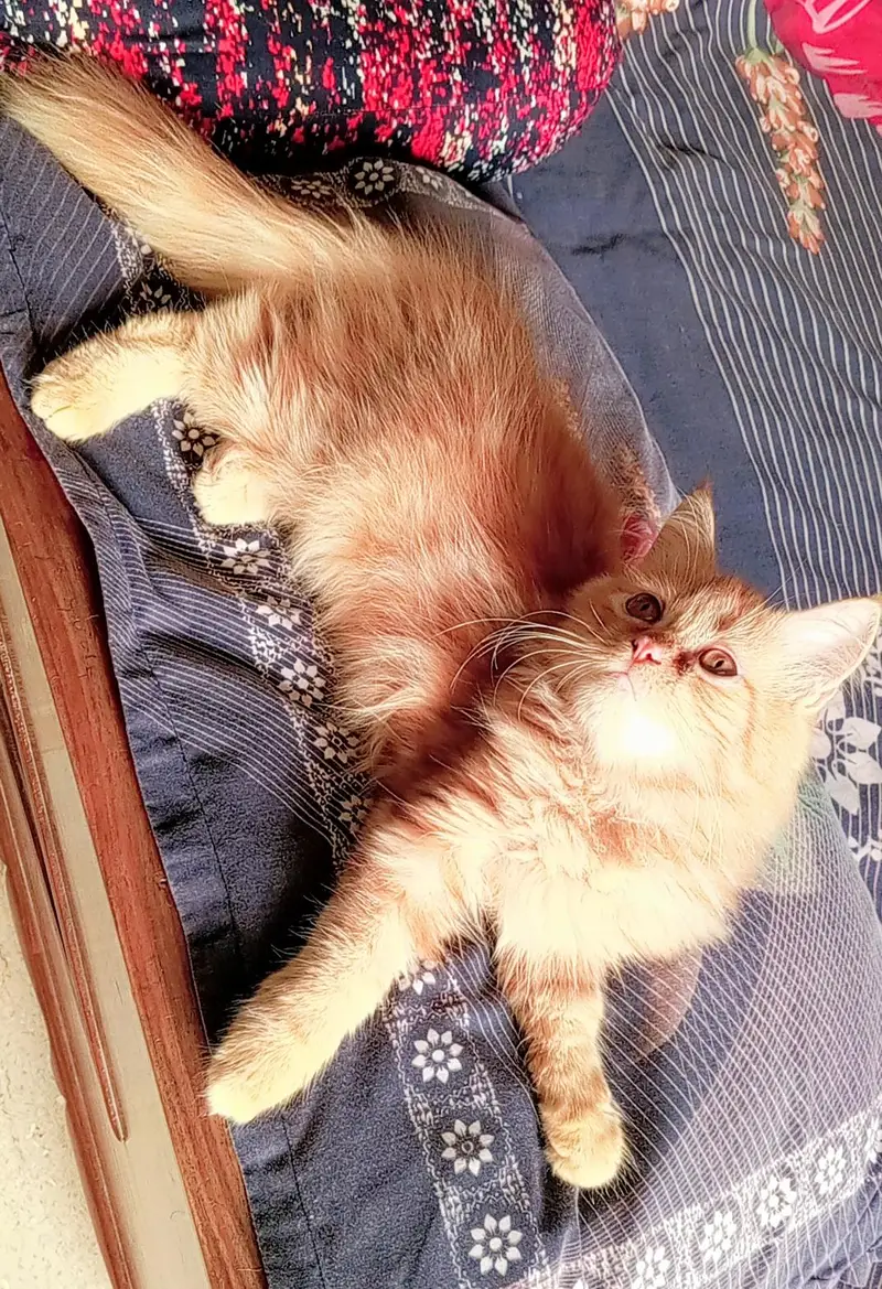 pure persian kitten looking for a new home — photo 6