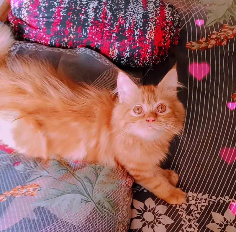 pure persian kitten looking for a new home — photo 7