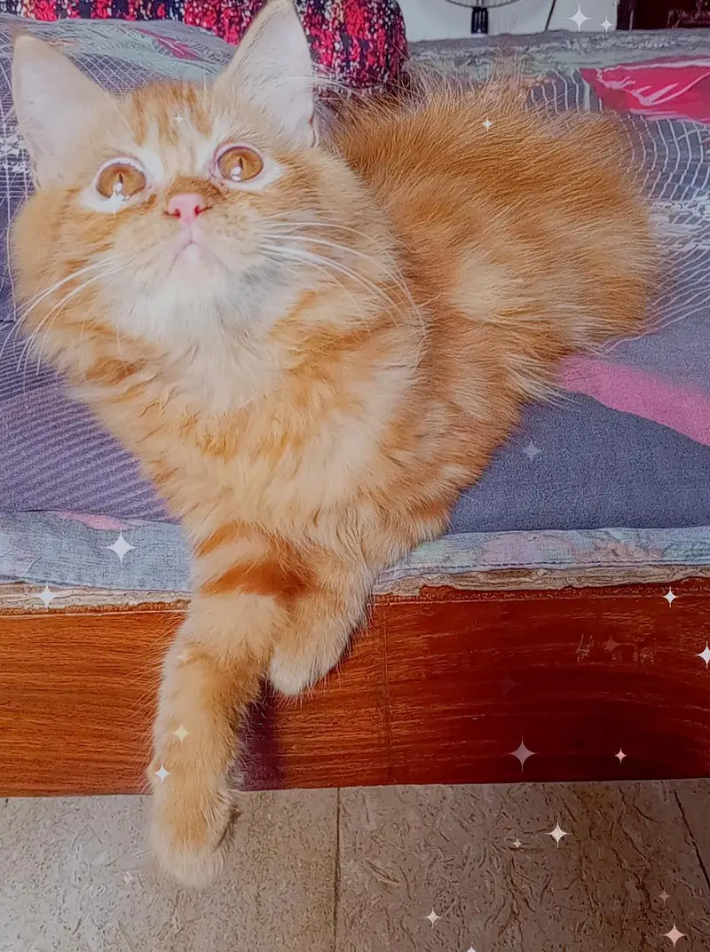 pure persian kitten looking for a new home — photo 8