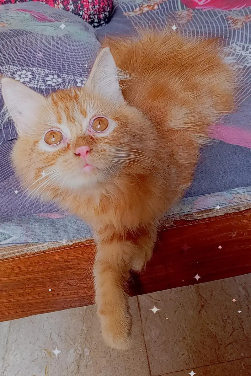 pure persian kitten looking for a new home — photo 9
