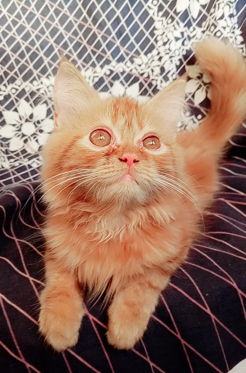 pure persian kitten looking for a new home — photo 10