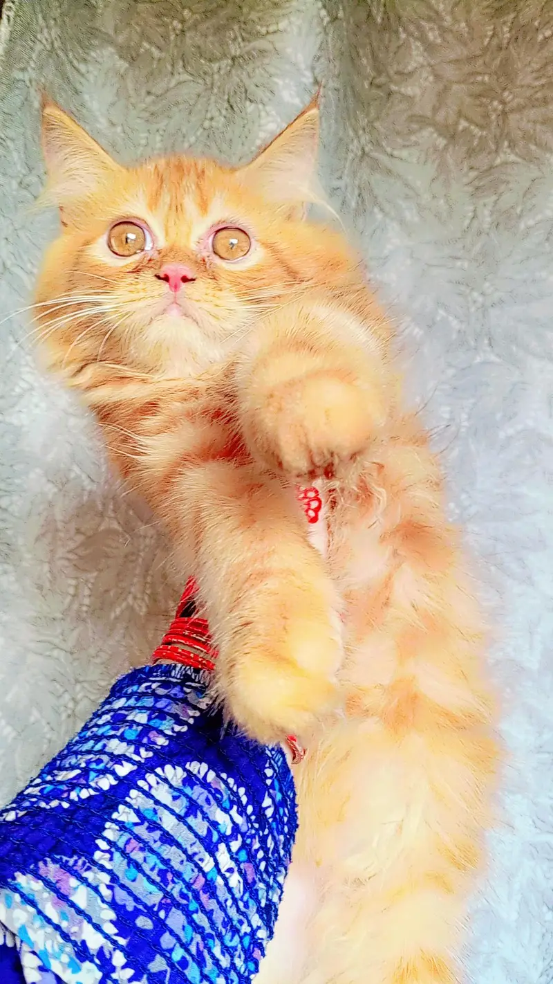 pure persian kitten looking for a new home — photo 11
