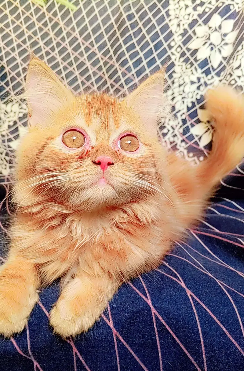 pure persian kitten looking for a new home — photo 12