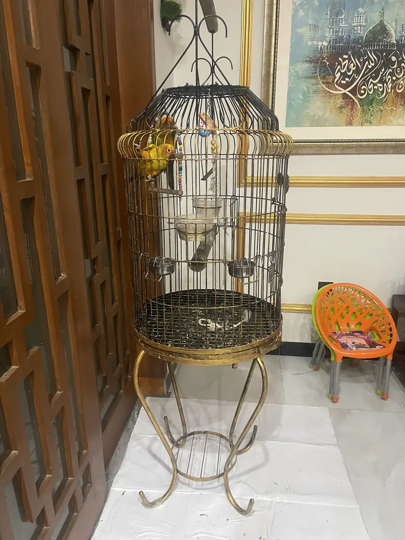 Beautiful cage — photo 2