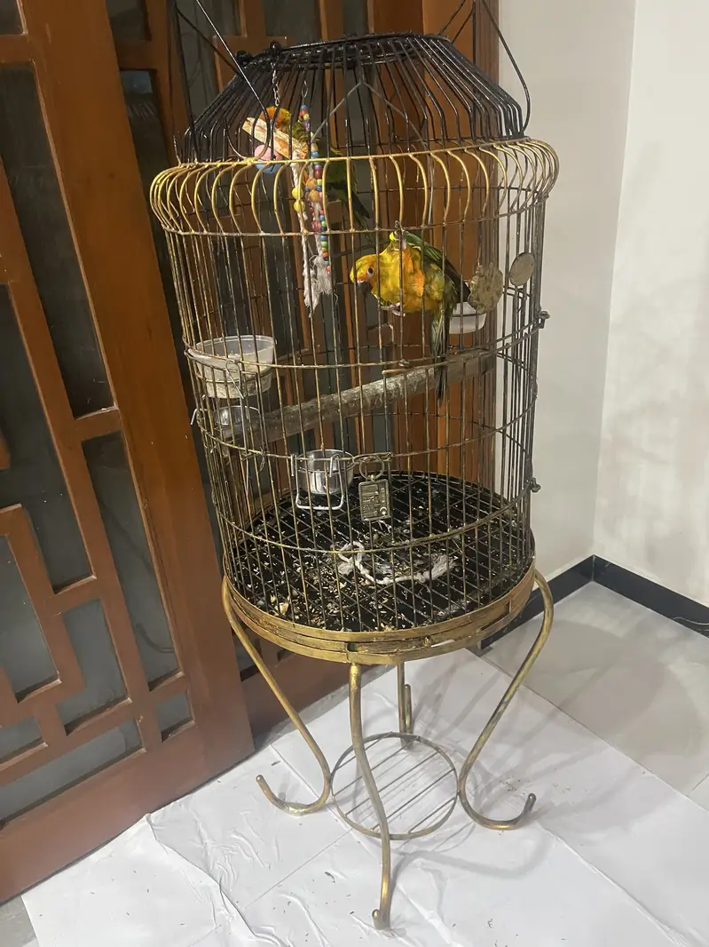 Beautiful cage — photo 3