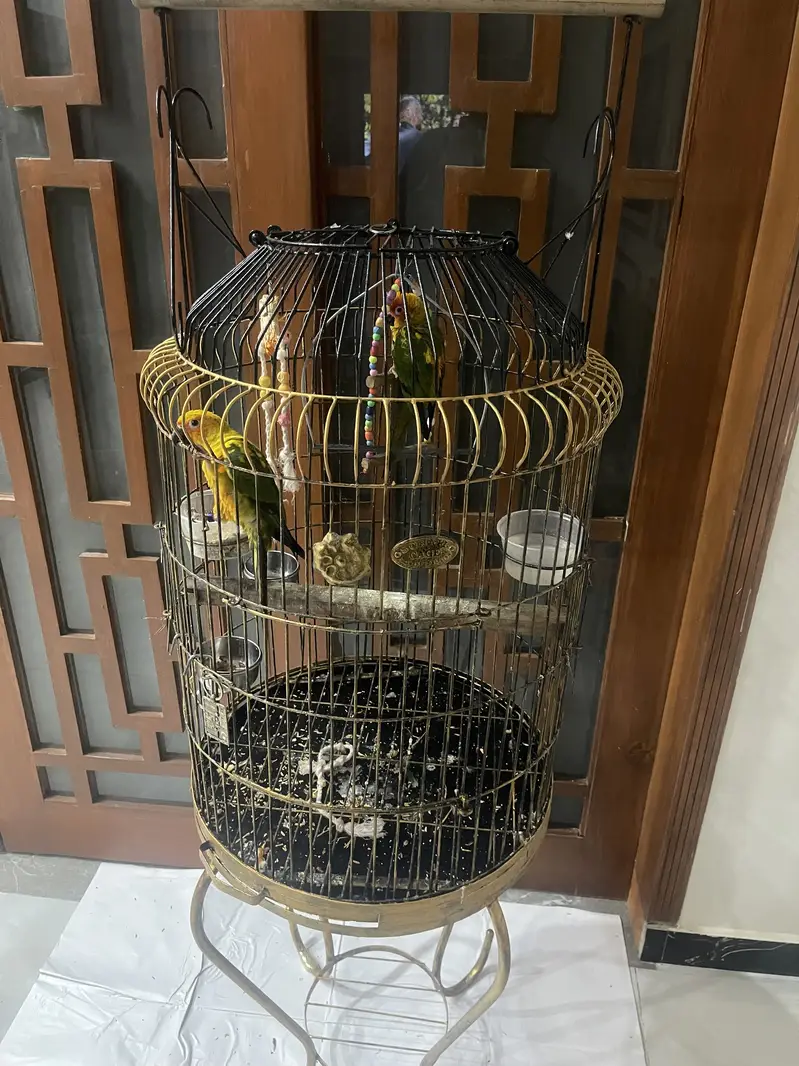 Beautiful cage — photo 4