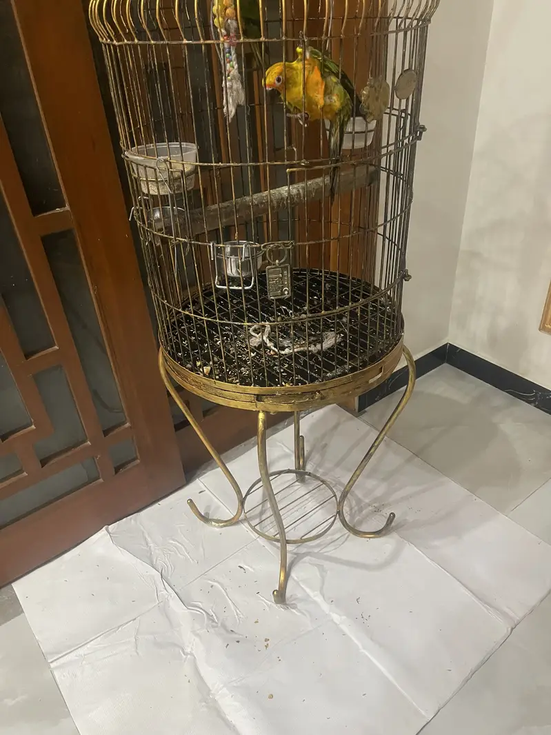 Beautiful cage — photo 5