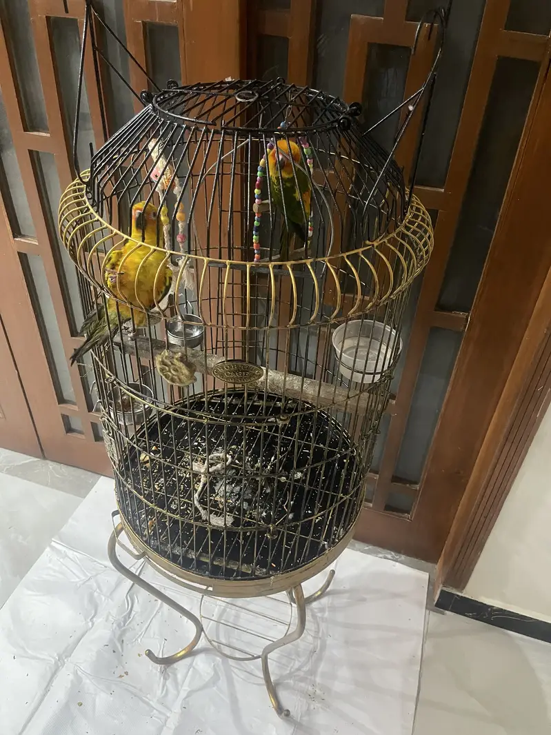 Beautiful cage — photo 8