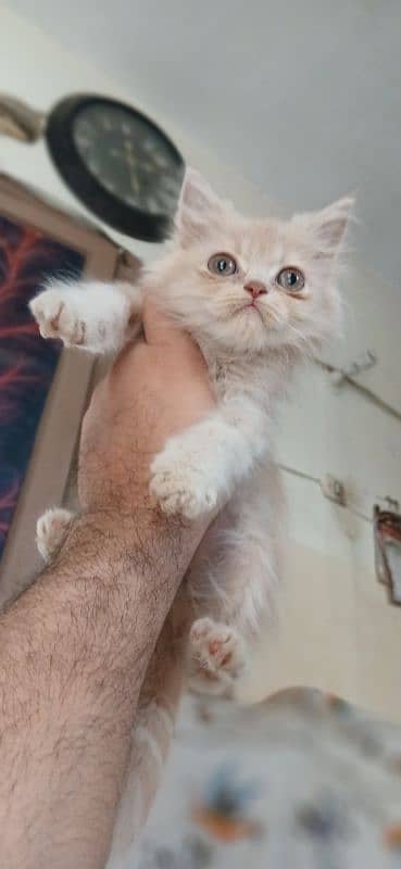 Triple coated persian kittens