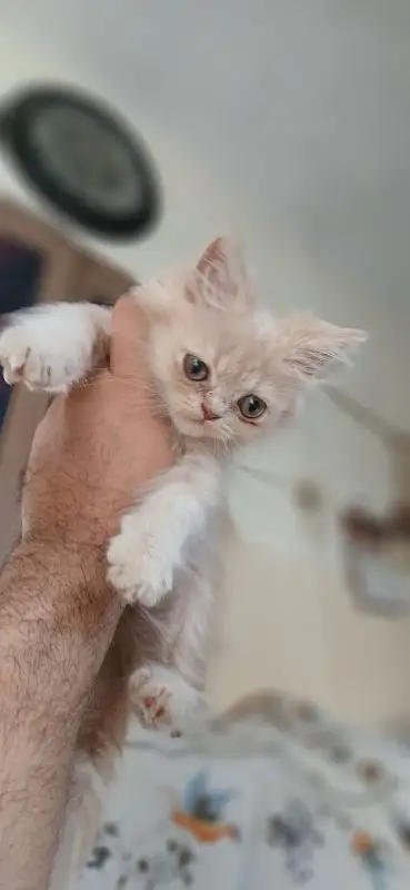 Triple coated persian kittens — photo 2