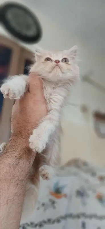 Triple coated persian kittens — photo 3