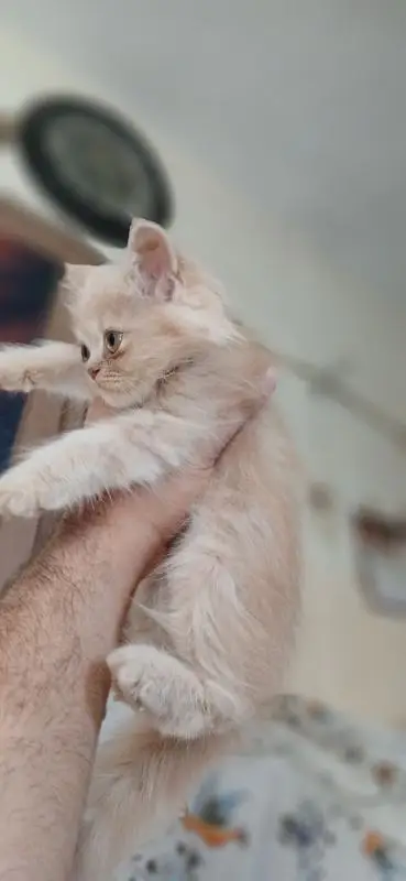 Triple coated persian kittens — photo 4
