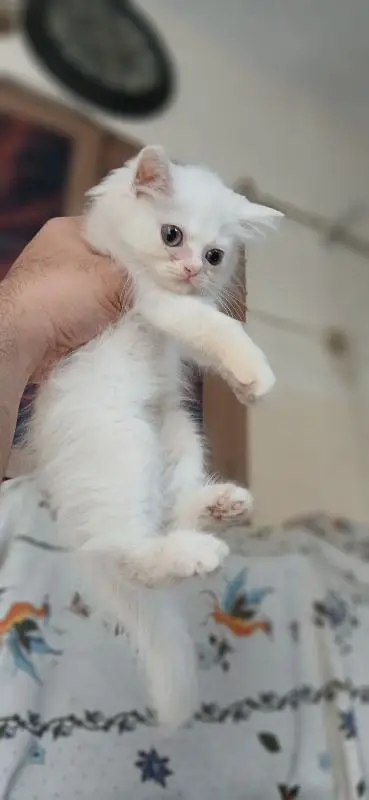 Triple coated persian kittens — photo 6
