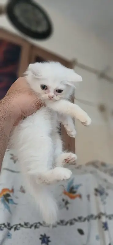 Triple coated persian kittens — photo 7
