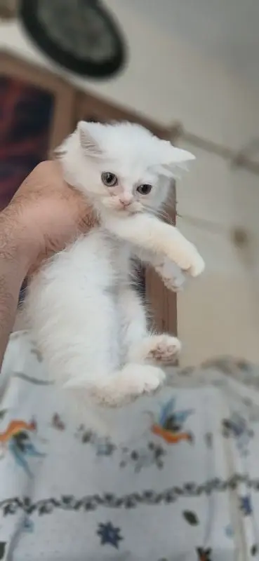Triple coated persian kittens — photo 8