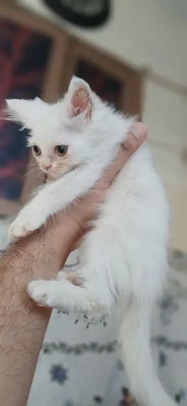 Triple coated persian kittens — photo 9