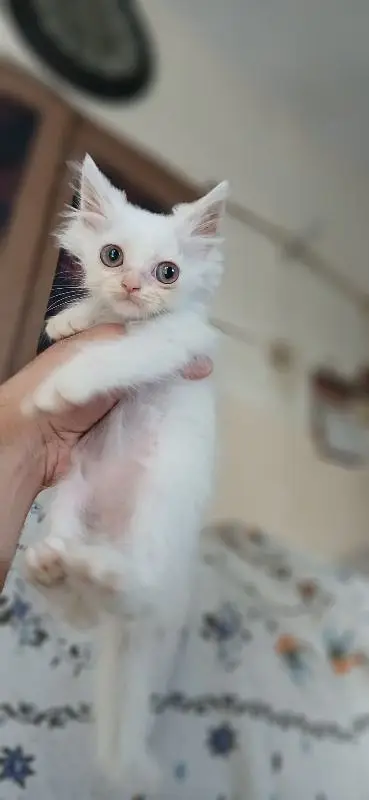 Triple coated persian kittens — photo 10