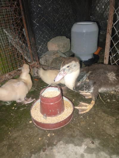 Healthy and active ducks