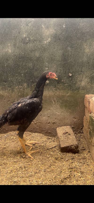 high quality shamo male and female
