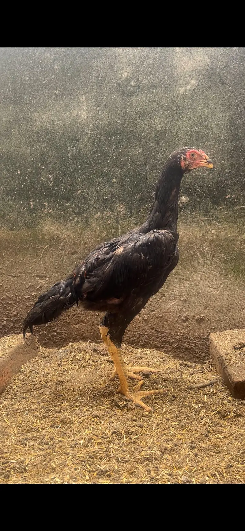 high quality shamo male and female — photo 2