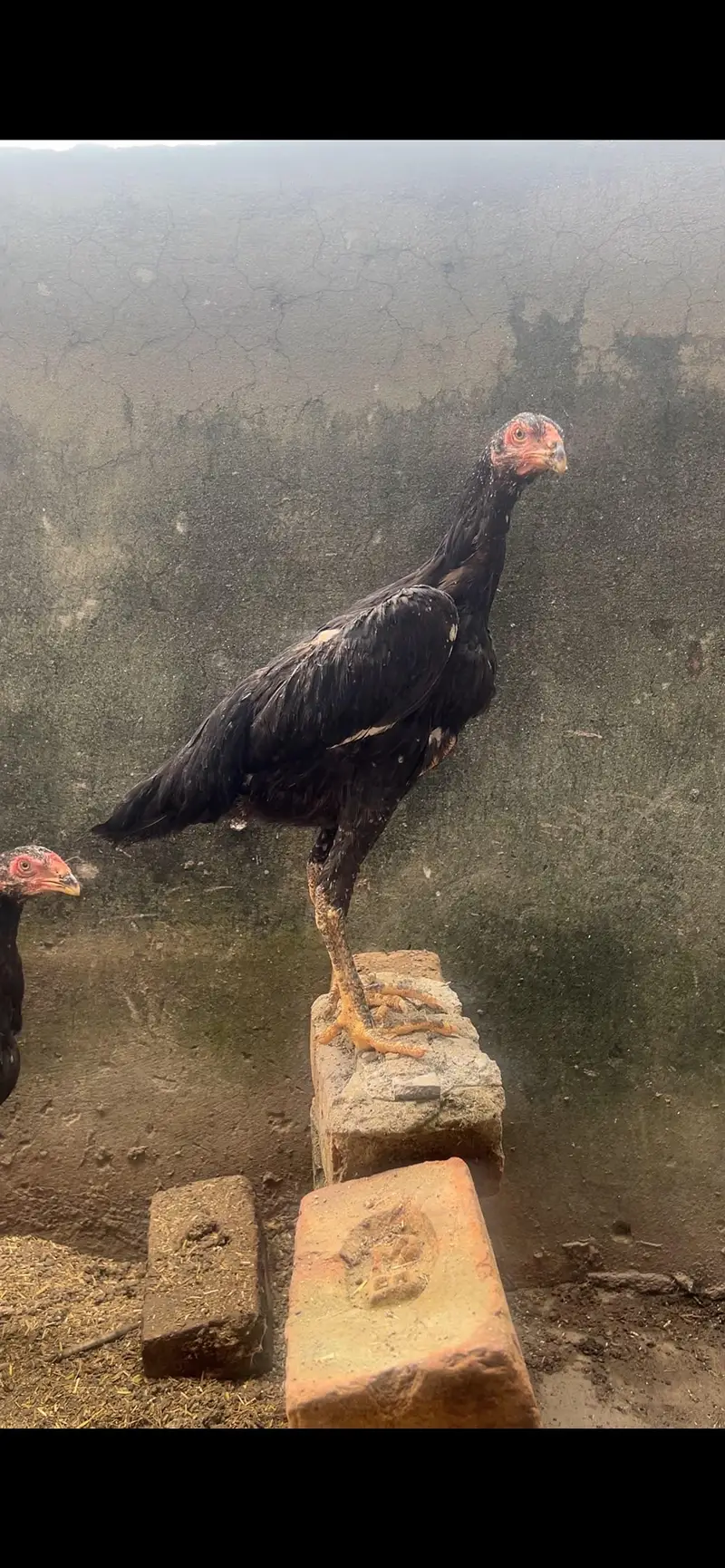 high quality shamo male and female — photo 3