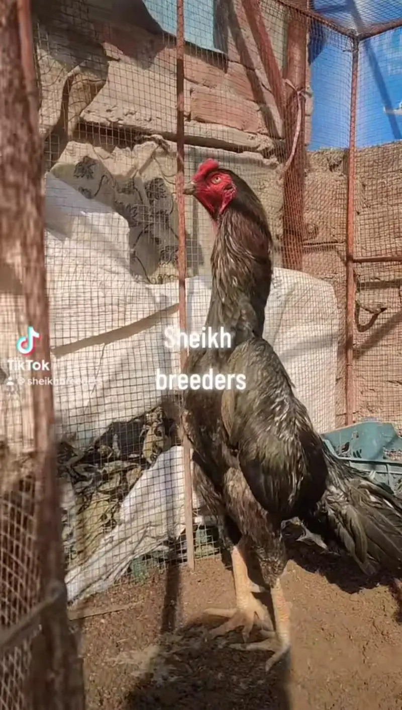 high quality shamo male and female — photo 4