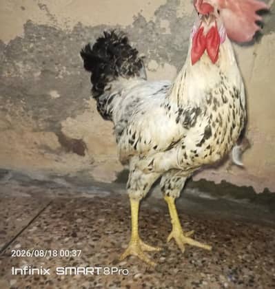 golden misri murga