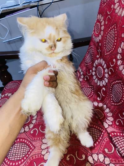 Persian punch face for sale
